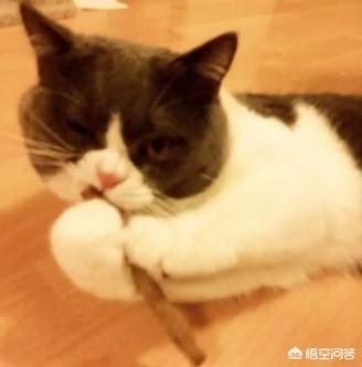 木天蓼对猫的作用:领养的小奶猫猫总是咬我该怎么教？