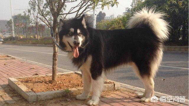 狗狗得狗瘟晚期症状是什么样子的:成年的宠物狗容易得犬瘟吗？有什么症状？