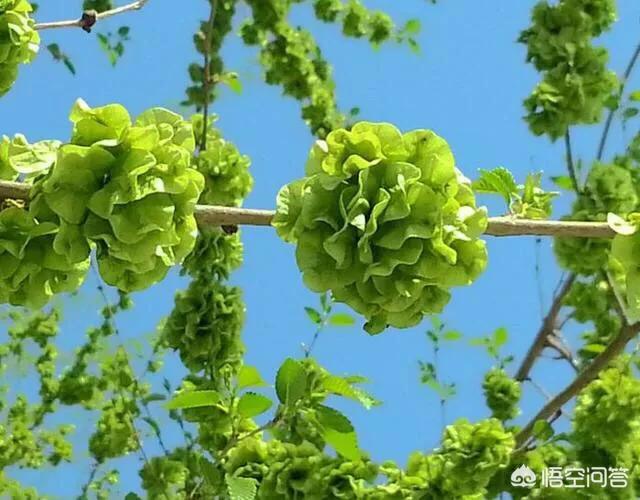 2018年4月正是吃榆钱的时节,你们那里怎么吃？