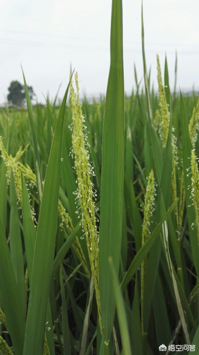 头条问答 - 水稻结实期的田间如何管理?(8个回答)
