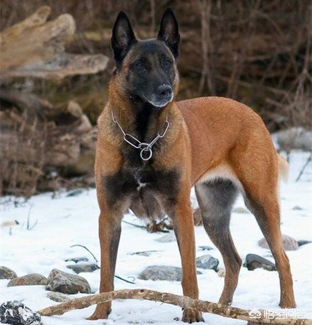 保加利亚牧羊犬知乎:德国牧羊犬，马犬和昆明犬这三种狗的性格各有哪些特点？