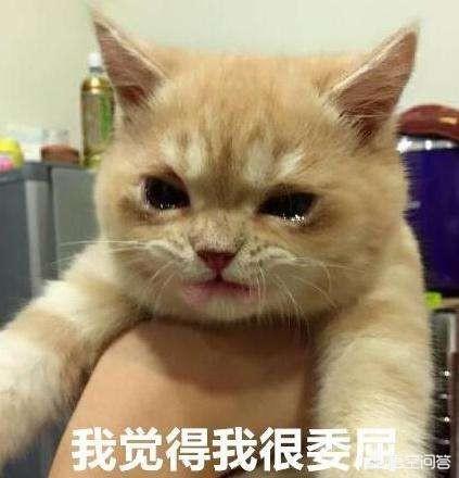 怎么给猫猫吃驱虫药:大家都是怎么给猫咪喂驱虫药的？