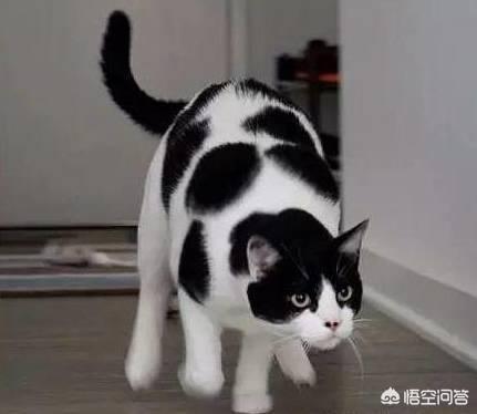 宠物猫领养:捡到一只流浪猫，准备收养具体该怎么做？