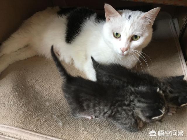 上海领养猫:怎么收留小区附近的流浪猫？