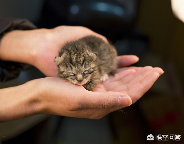 上海领养猫:怎么收留小区附近的流浪猫？