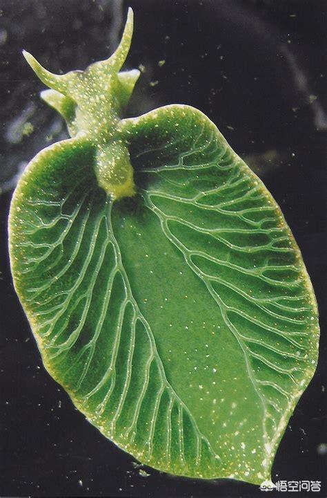 如果你能读懂"白蛇传",那就是光合作用原理,可惜的是委屈了原意,而