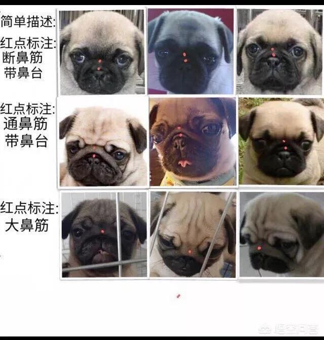巴哥犬吧:如何挑选优秀可爱的巴哥犬？ 巴哥犬吧三联宠物市场