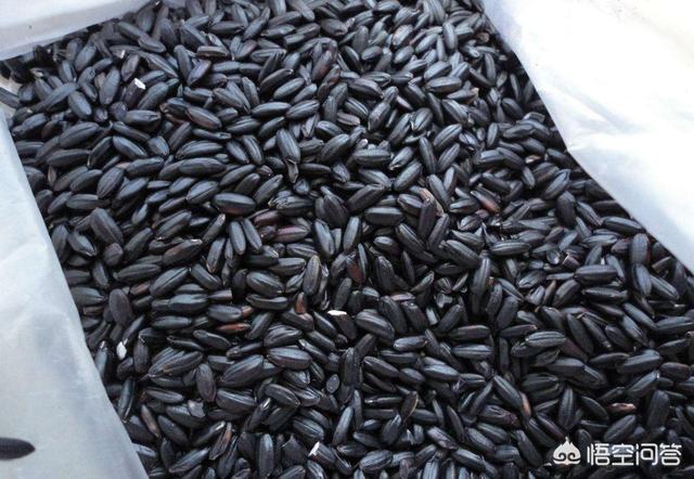 黑米和黑豆怎么做补肾，大米煮饭加点黑米有什么好处