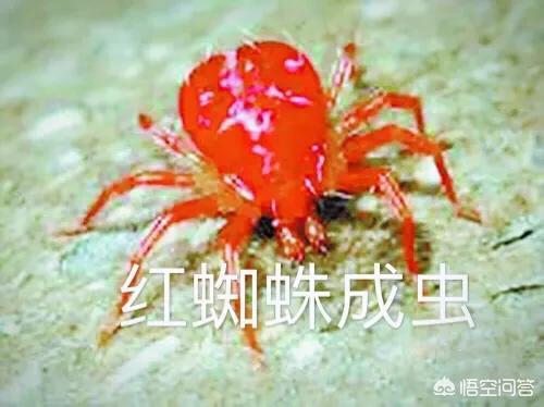 月季介壳虫防治:月季红蜘蛛怎么才能杀灭？怎么防治？