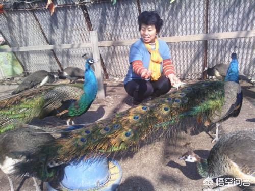 蓝山雀是国家保护动物吗:最近养殖蓝孔雀挺火是炒作还是骗局？