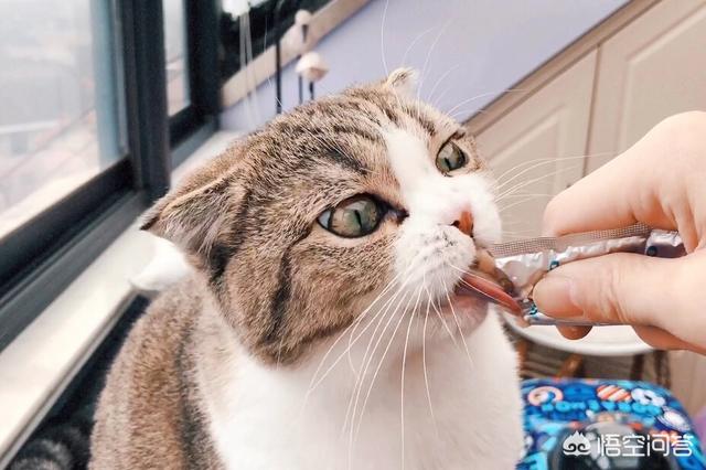 公猫发情粘人吗:猫咪忽然特别粘你，冲你叫是什么意思？