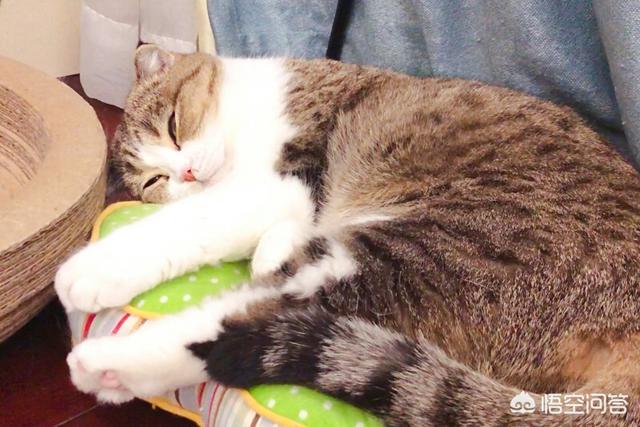 公猫发情粘人吗:猫咪忽然特别粘你，冲你叫是什么意思？