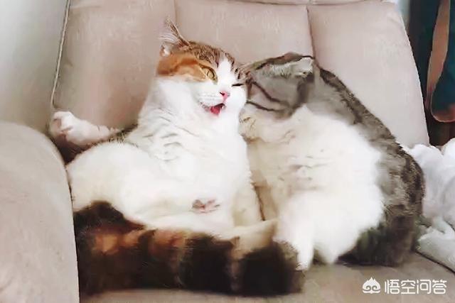 公猫发情粘人吗:猫咪忽然特别粘你，冲你叫是什么意思？