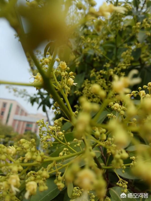 姬鸮的图片:姬鸮视频 手机里出现好多无用的图片，在相册中又找不到，该如何清除？