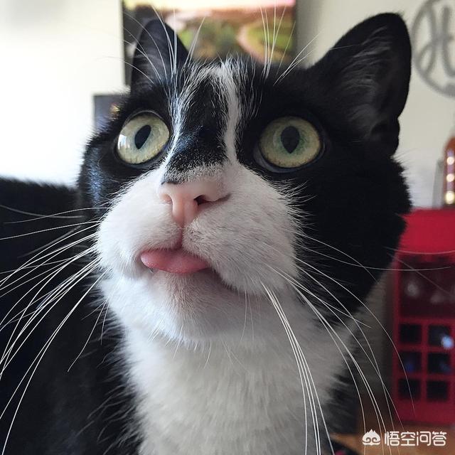 母猫绝育后大小便去猫砂盆吗:猫咪拉屎不埋是怎么回事？