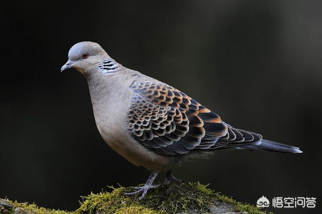 斑鳩是叫聲最響亮傳播最遠的鳥嗎