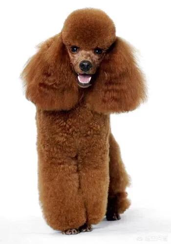 贝灵顿梗犬纯种多少钱:想养一只不太掉毛，体型中等的狗，有什么好的推荐？