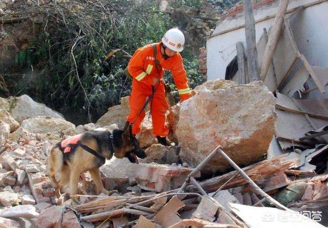 头条问答 - 像汶川大地震这样的灾难中的搜救犬,在救人的时候到底知不