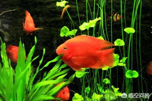 鱼缸水族箱养鱼知识:家庭鱼缸养鱼知识家庭养鱼技巧与注意？