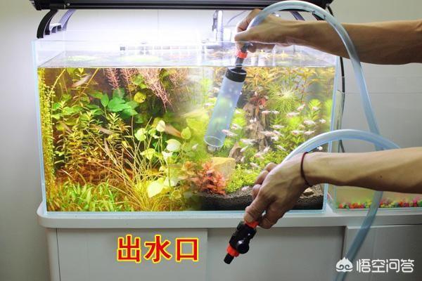 鱼缸鱼类养殖:养鱼过程要如何才能保持鱼缸中的水质良好？