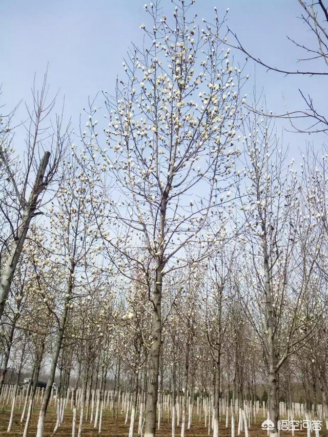 多名网友从睡梦中被震醒，大家都有多少个同学已经过世了