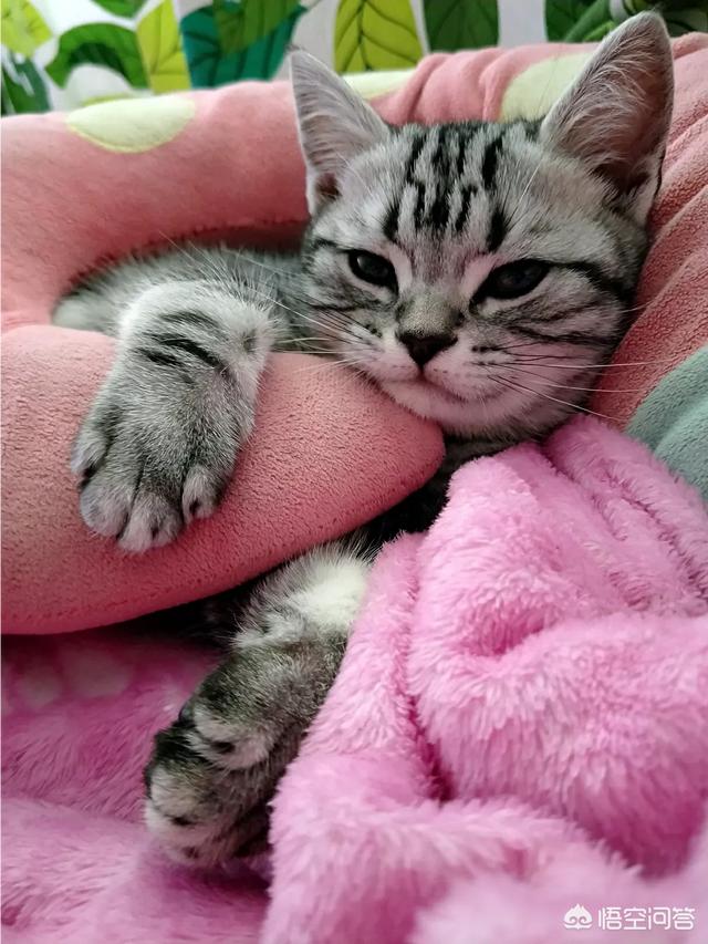 新手养猫注意事项两个月:抱回来一只两个月大的小狸花猫，关于新手养猫有什么建议吗？