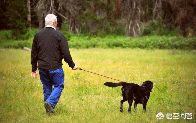 小时候拉布拉多犬性格:拉布拉多有什么常见坏习惯？