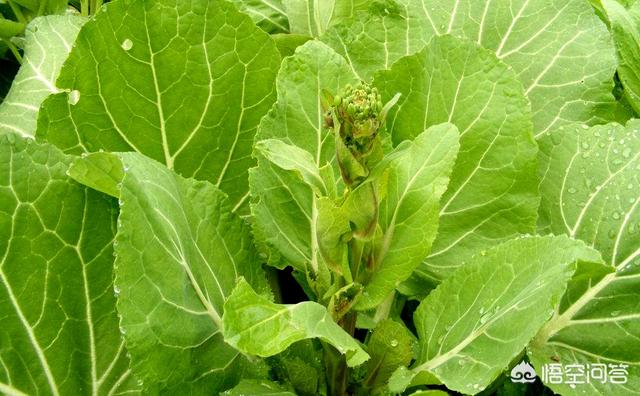 吃菜苔有什么好处 Raymond影视生活的回答 头条问答