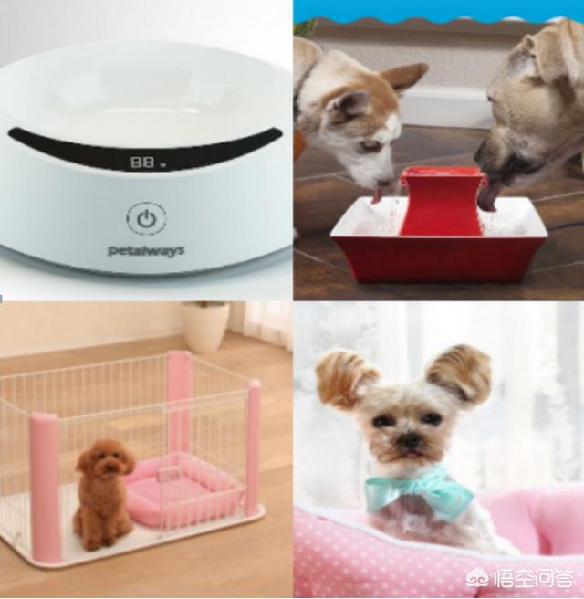 泰迪犬怎么养胖:两个月大的小泰迪要怎么养？