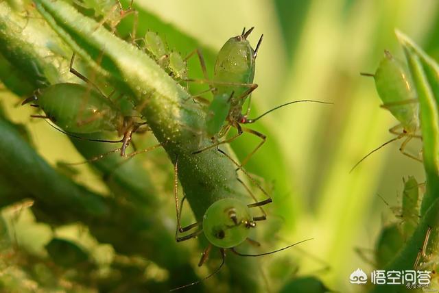 介壳虫图片:危害卫矛叶片的介壳虫是哪种？该如何避免再次危害？