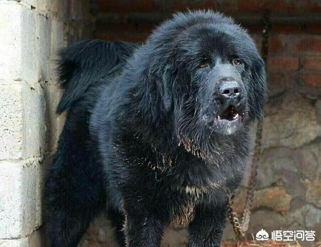 藏鳌:藏獒的真实实力到底如何？