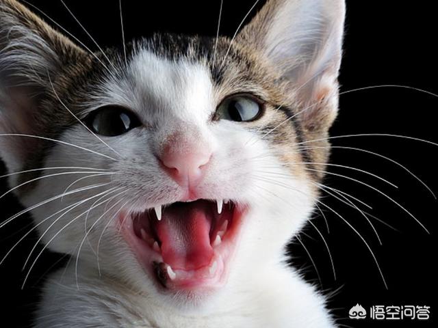 猫怕黄瓜图片gif:哪些东西会让猫咪感觉害怕？