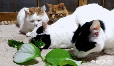 木天蓼对猫的作用:领养的小奶猫猫总是咬我该怎么教？