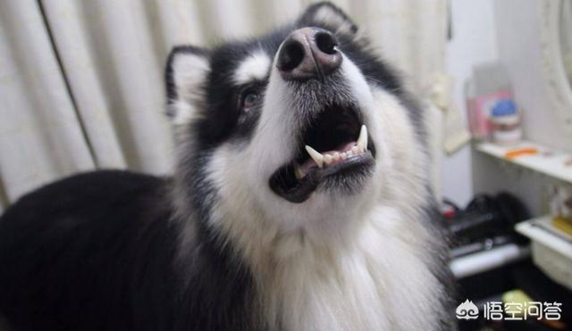 狗狗得狗瘟晚期症状是什么样子的:成年的宠物狗容易得犬瘟吗？有什么症状？