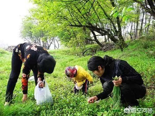 3、4月正是野菜成熟的季节,能吃的野菜有多少？