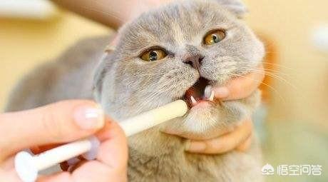 怎么给猫猫吃驱虫药:大家都是怎么给猫咪喂驱虫药的？