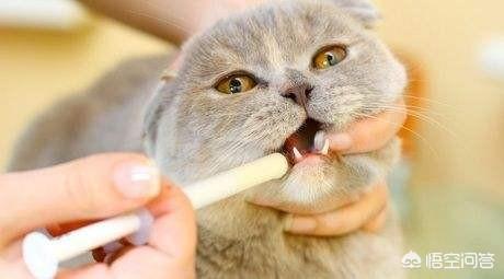 医仕高驱虫药猫用:猫咪体外驱虫药，用什么好呢？