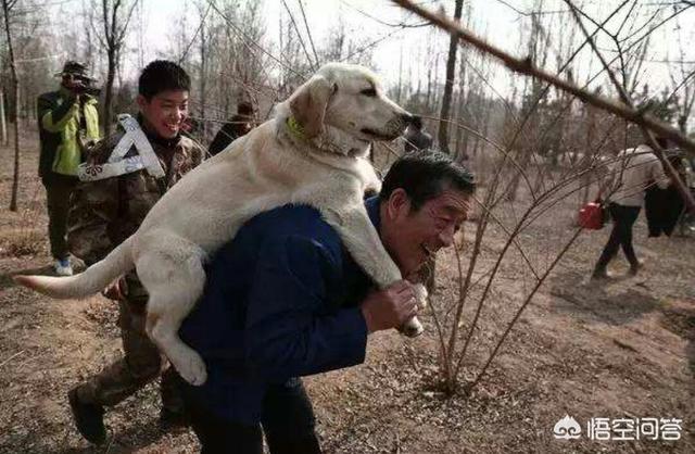 爱与狗同行:爱狗人士对社会有什么危害？