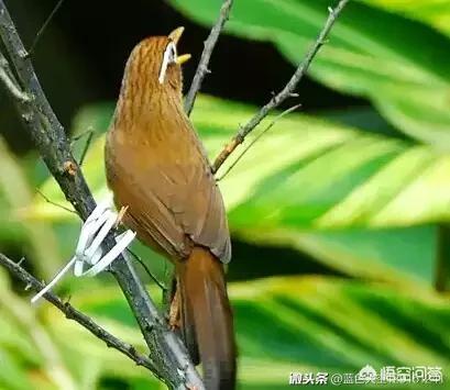 中国养鸟论坛画眉乐园:培养画眉中如何选择弃与留？