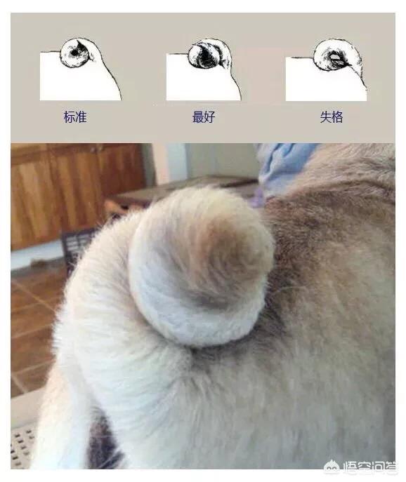 巴哥犬吧:如何挑选优秀可爱的巴哥犬？ 巴哥犬吧三联宠物市场