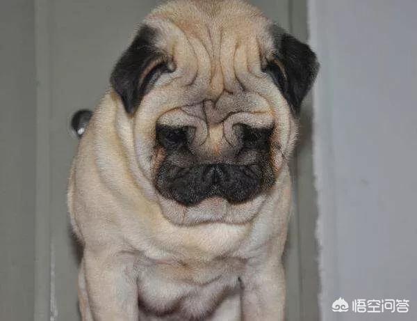 巴哥犬吧:如何挑选优秀可爱的巴哥犬？ 巴哥犬吧三联宠物市场