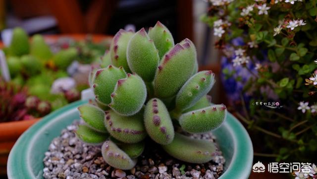 多肉植物翡翠景天小苗:翡翠景天多肉怎么繁殖养殖 多肉小苗土上面要铺颗粒吗？