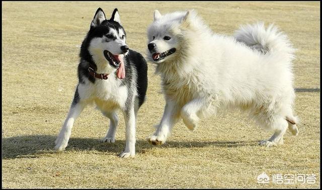 柯利犬可以用拜宠清吗:狗身上长寄生虫，该怎样防治呢？