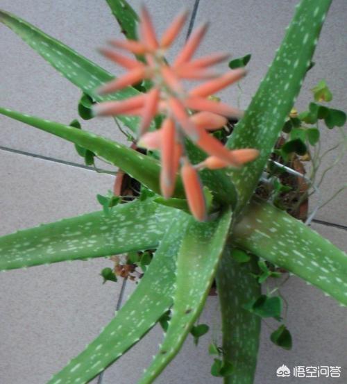 中国芦荟开花图片大全:家里的芦荟开花，是什么兆头？