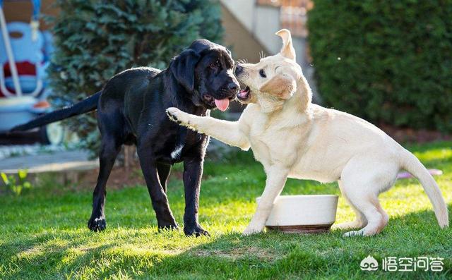 中型宠物狗狗品种大全大全:1000元以下的中型犬，有哪些推荐养的？