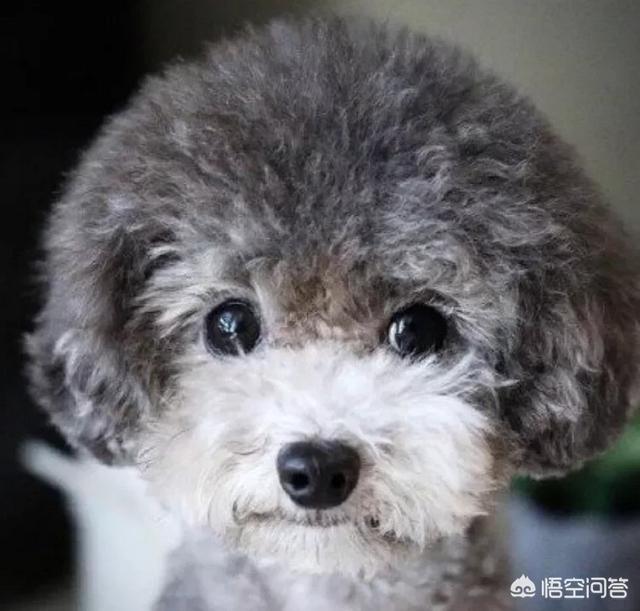 最好养的中小型犬排名:柯基、比熊、泰迪，哪个比较聪明好养呢？