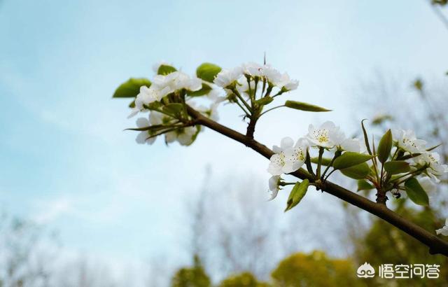 清明节为什么叫清明两字?（清明两字的意思）