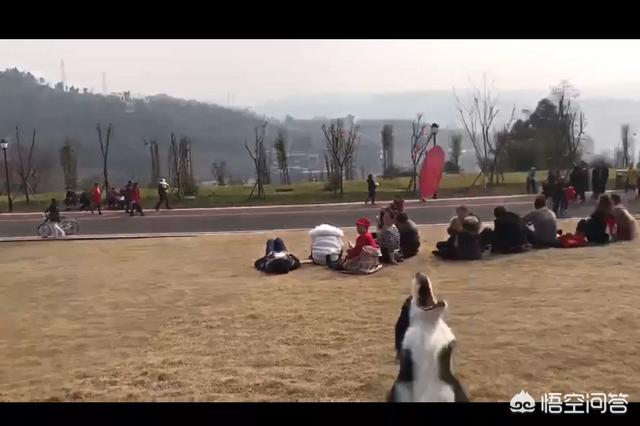 狗狗接飞盘怎么让它先跑:如何训练狗狗捡东西送回与空中接飞盘？ 汪汪队狗狗拯救失控的飞盘