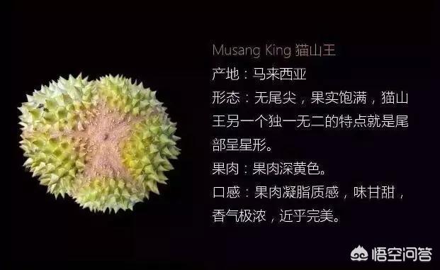 洪尧个人资料:金枕、干尧和猫山王的榴莲应该如何区分？