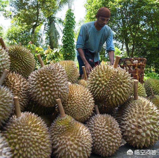 洪尧个人资料:金枕、干尧和猫山王的榴莲应该如何区分？
